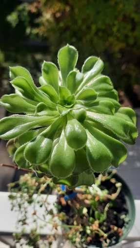 Many plants available pick-up between today and Monday!! 3