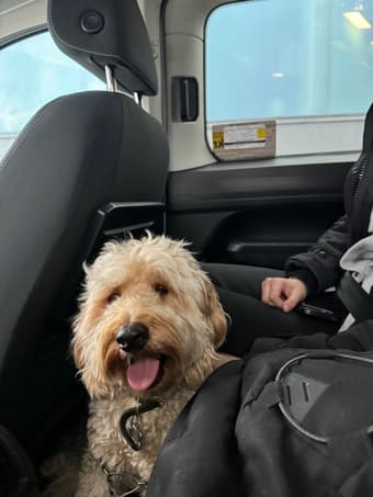 Dog Sitter Wanted jan 5-15th 1
