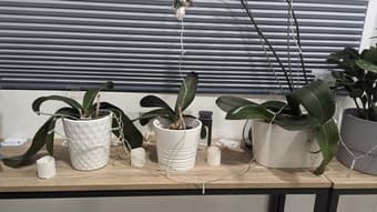 10 orchids for sale 1