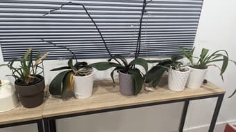 10 orchids for sale 2