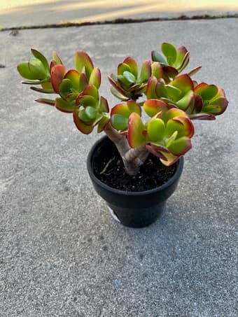 Beautiful Succulent flower 1