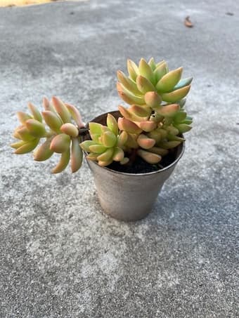 Beautiful Succulent flower 1