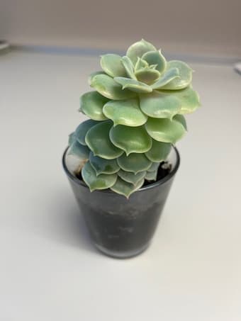 Beautiful Succulent flower 1