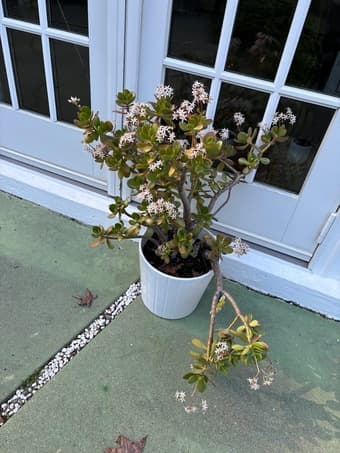 Large Potted Jade Plant 1