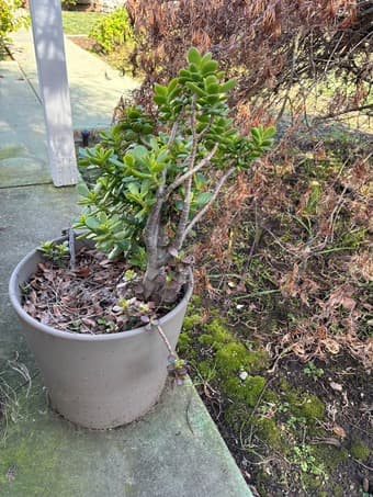 Large Potted Jade Plant 2