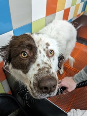 Australian Shepard Dog for Adoption 1
