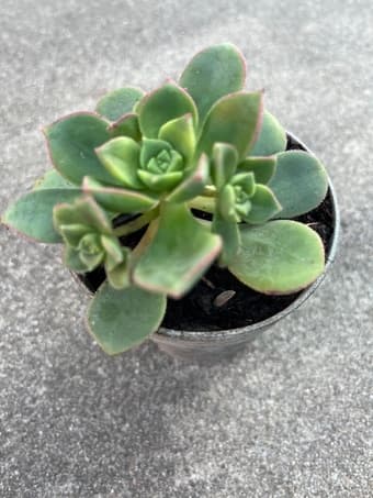 Beautiful Succulent flower 1