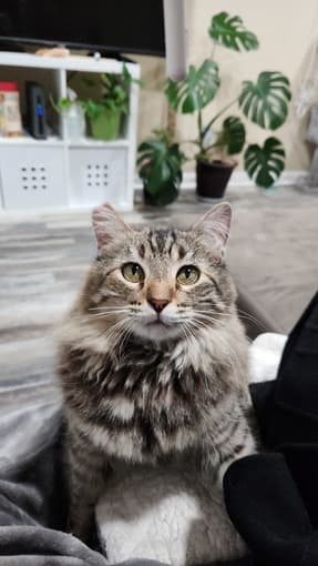 Free housing in exchange for cat sitting Aug 16-31 1