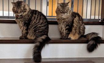 Two beautiful long haired cats 1