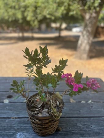plants 3