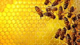 Organic Honey 2