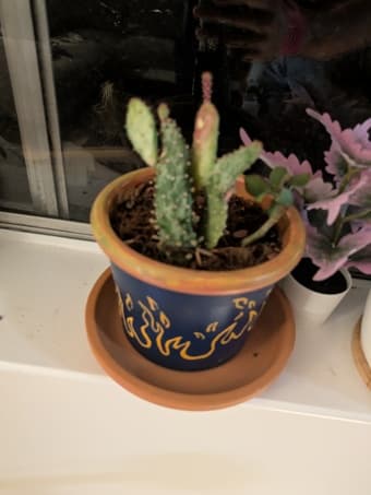 Succulents 1