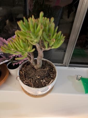 Succulents 2