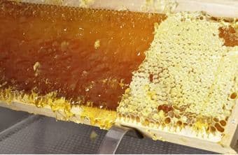 Organic Honey 3