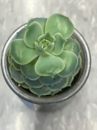 Succulents flower 2