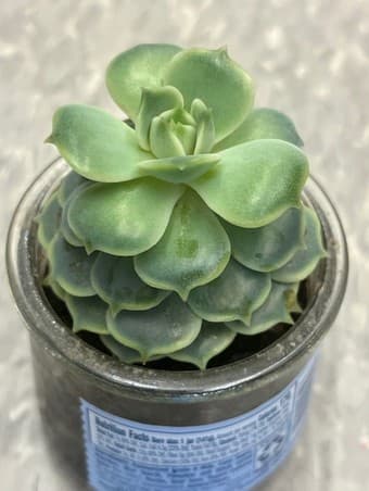 Succulents flower 3