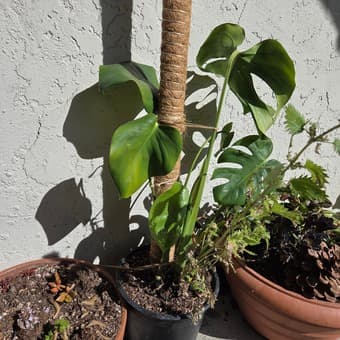 Plants for sale 3