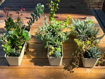 Sale! Plants, Halloween deco, board games and free stuff! 1