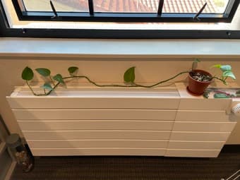 Small pothos 1