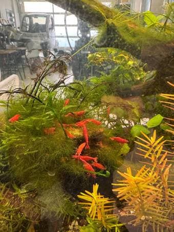 Cherry Shrimp Healthy & Active 2
