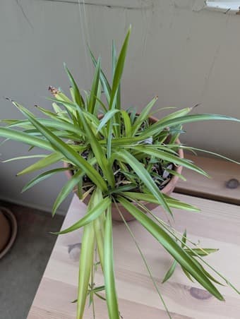 Plants - Jade plants, fern, spider plant 3