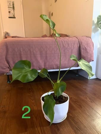 Plants for sale 2