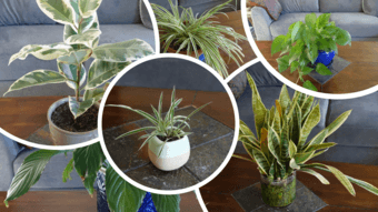 Plants for sale 1