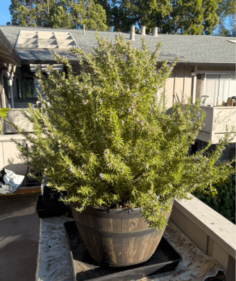 Plant sale! 2