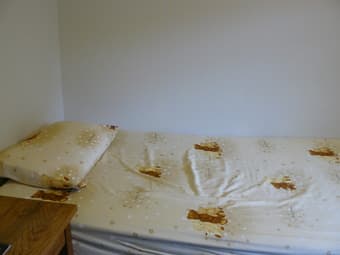 For Sale: bed sheet and pillow 1