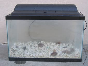 10 gal fish tank - $25 1