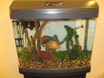 Aquarium - 28 gallon plus stand - $185 2