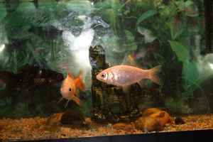fish tank 25$ 2