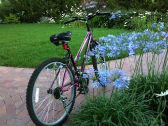 cheap bike - $40 2