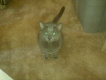 Two adorable cats for adoption 2