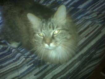Two adorable cats for adoption (Urgent attention) 1