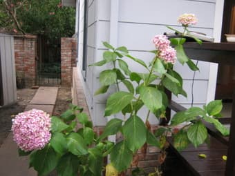 Two rooms with separate entrance available in Menlo Park 2