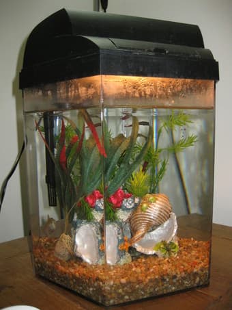 5 gallon aquarium + supplies ($55) 1
