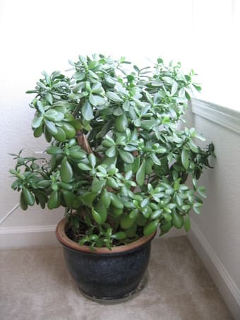 Gorgeous Indoor/outdoor plants-easy to care 1