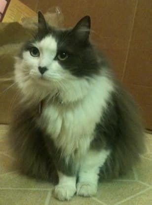 Kitty in need of a new home soon! 1