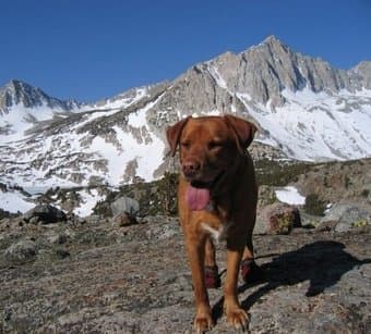 Stanford Law School Employee seeks Housing 1