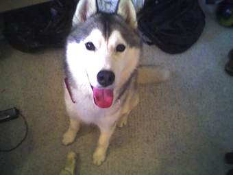 Master bedroom/bath in friendly house of Stanford/MIT alums 3