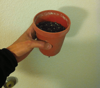 Garden pots for planting (w/ soil) - FREE 1